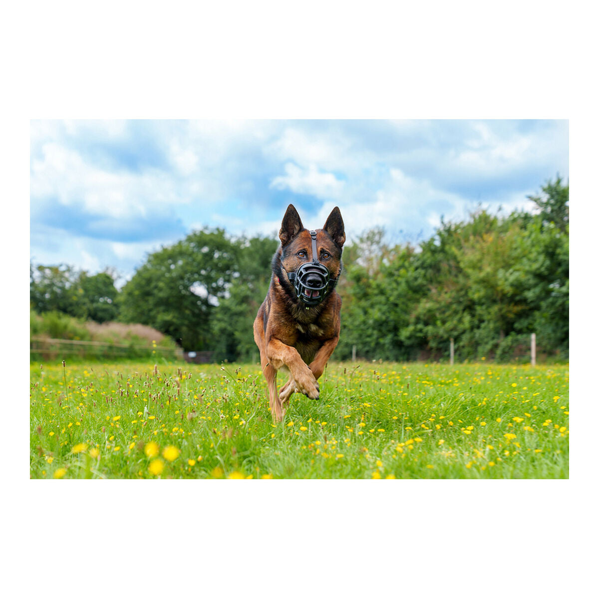 Muzzle Company of Animals Baskerville Ultra Black (5 x 22 cm) - Majpet