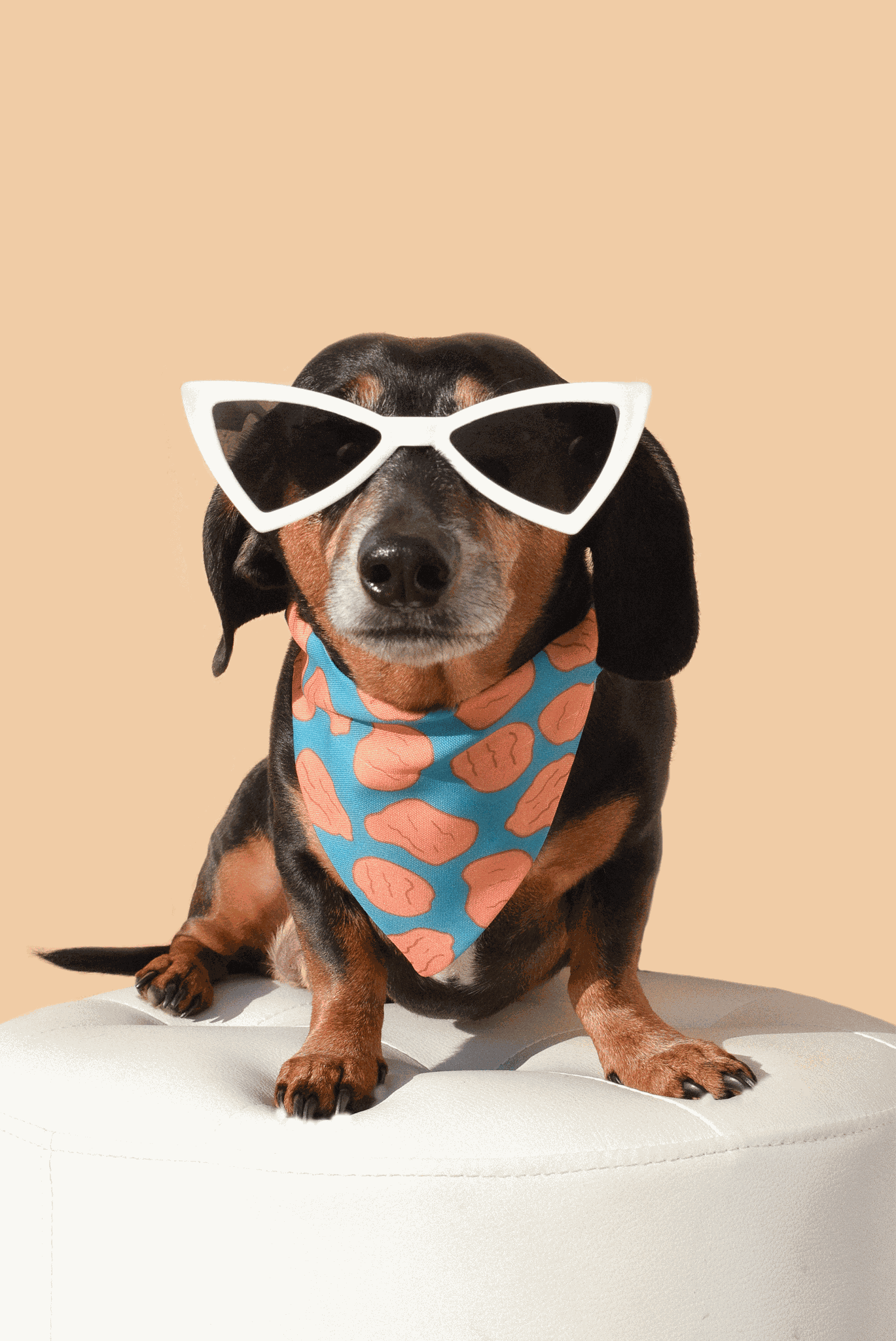 Dog Sunnies - Majpet