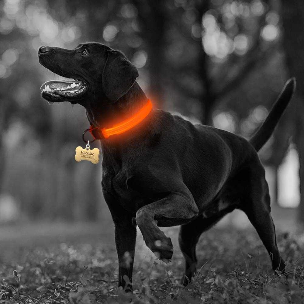 2 PCS Set Nylon LED Dog Collar - Majpet
