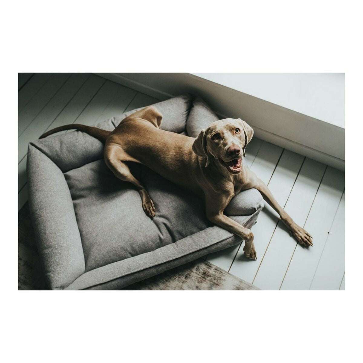 Dog Sofa Hunter Prag 70 x 50 cm Grey - Majpet